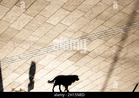 Tactile floor paving indicator tiles and shadow silhouette of a dog walking alone on city street in sepia black and white Stock Photo