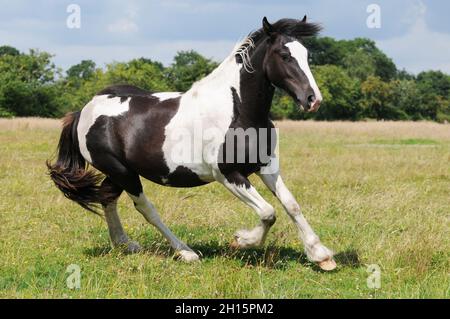 Young Gypsy horse running  on pasture Stock Photo