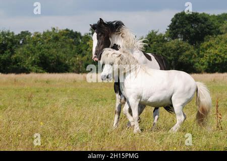 Gypsy horse and white pony playing on pasture Stock Photo