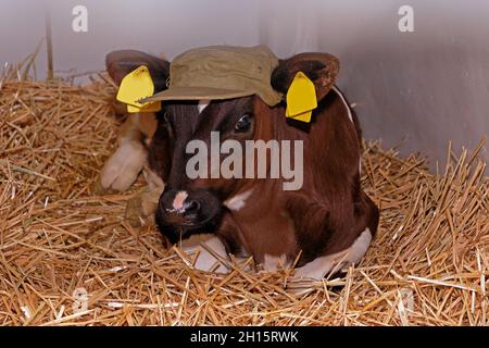 Young cow sitting on hay inside farm with cute hat accessory Stock Photo