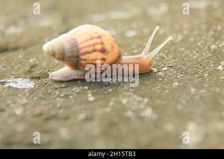 conde, bahia, brazil - october 9, 2021: Snail is seen in a garden area in the city of Conde. Stock Photo