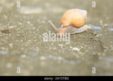 conde, bahia, brazil - october 9, 2021: Snail is seen in a garden area in the city of Conde. Stock Photo