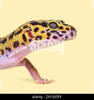 Head shot of a Leopard gecko on a cream background Stock Photo
