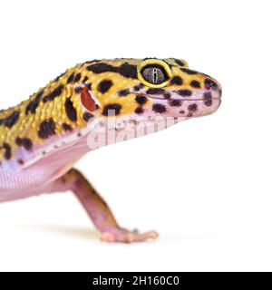 Side view Head shot of a Leopard gecko, isolated on white Stock Photo