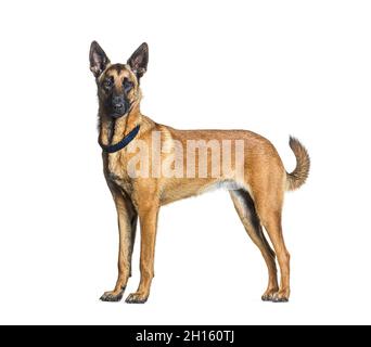 Side view of a Standing Malinois dog looking at the camera and wearing a collar, Isolated on white Stock Photo