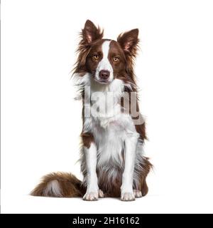 Sitting Brown and white Border collie staring at the camera, isolated on white Stock Photo
