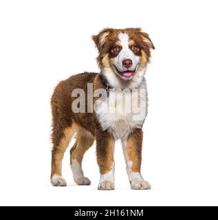 Panting Australian Shepherd dog standing in front of a white background Stock Photo