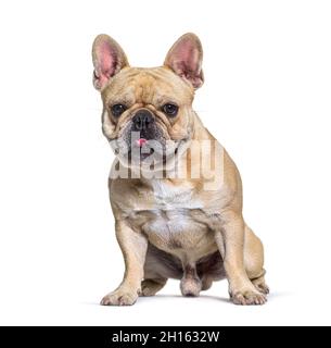 Male french Bulldog siting in front, white background Stock Photo