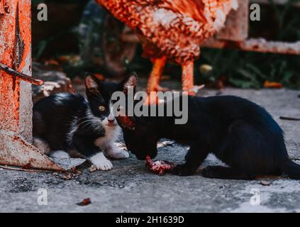 A closeup shot of cats while one stares and the other eats meat on a street; great for cat lovers Stock Photo