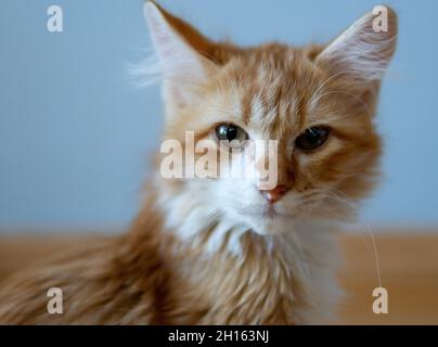 An orange and white (ginger) kitten in close-up Stock Photo