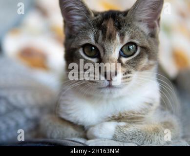 A calico tabby kitten sits on an autumnal themed blanket Stock Photo