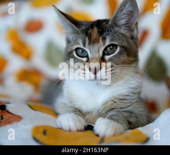 A calico tabby kitten sits on an autumnal themed blanket Stock Photo
