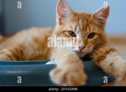 An orange (ginger) tabby kitten sits on a toy and stretches Stock Photo