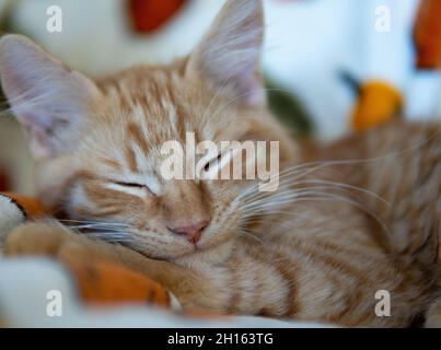 An orange (ginger) tabby kitten sleeps on an autumnal themed blanket Stock Photo