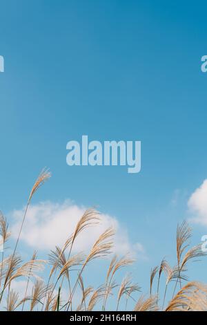 Autumn reed at Banpo Han river park in Seoul, Korea Stock Photo - Alamy