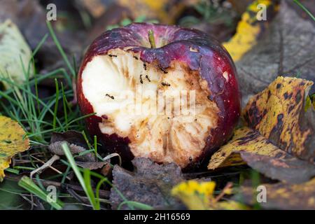 Apple on the ground, Ants on Bitten Apple Stock Photo