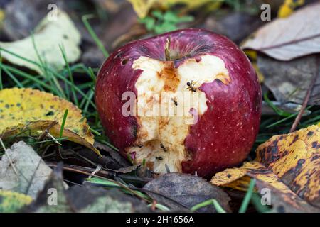 Apple on the ground, Ants on Bitten Apple Stock Photo