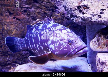 Dusky grouper fish in the deep sea water with pebbles around. Animals in the wild Stock Photo