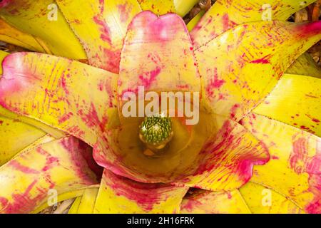 Close-up of colourful red and yellow foliage of Bromeliad, Neoregelia De Rolf, with flowers submerged in central 'vase' of water, in Australia Stock Photo