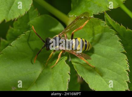 Gooden's Nomad Bee, Nomada goodeniana, on leaf - a brood parasite of Mining Bees. Stock Photo