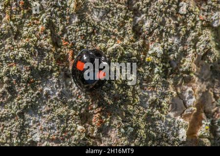 Kidney-spot Ladybird, Chilocorus renipustulatus, on tree bark; Norfolk. Feeds mainly on scale insects. Stock Photo