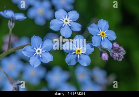 Wood Forget-me-not, Myosotis sylvatica in flower. Stock Photo
