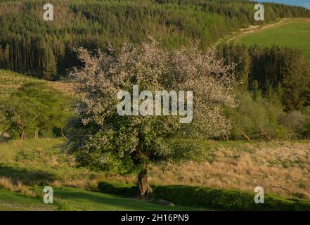 Old Wild crab-apple tree, Malus sylvestris, in flower, in the Tywi Forest area, mid-Wales. Stock Photo
