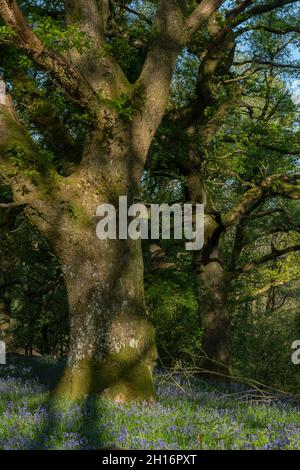 Pied Flycatcher nestbox in old upland Oak woodland with Bluebells in Gwenffrwd-Dinas, RSPB Reserve, Carmarthenshire, Wales Stock Photo