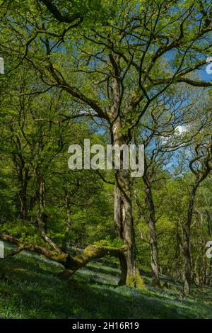 Old upland Oak woodland with Bluebells in Gwenffrwd-Dinas, RSPB Reserve, Carmarthenshire, Wales Stock Photo