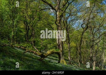 Old upland Oak woodland with Bluebells in Gwenffrwd-Dinas, RSPB Reserve, Carmarthenshire, Wales Stock Photo