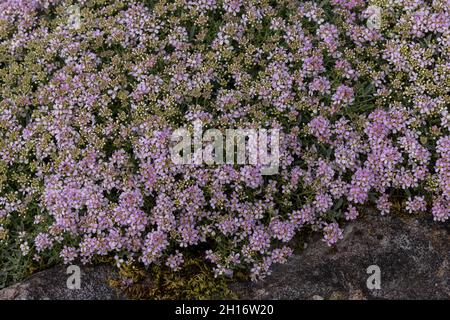 Spiny madwort, Hormathophylla spinosa 'Roseum', in flower in garden. Stock Photo