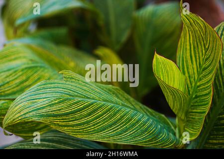 Tropical canna leaves background. Cannaceae. Canna lily leaf abstract. Stock Photo