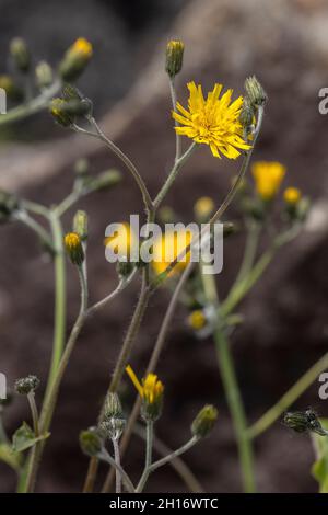 The flowers of a Snowdonia hawkweed (Hieracium snowdoniense Stock Photo