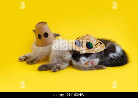 2 two fluffy kittens In hats glasses Isolated on color Yellow background. Creative meme concept funny Domestic cats pets Animal friends in Paper Cup Stock Photo