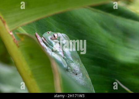 A green tree frog (litoria caerulea) rests on a large green leaf. Stock Photo