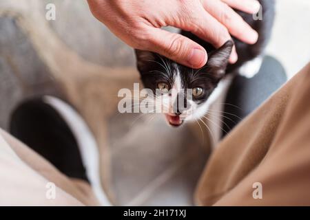 Overhead view of crop unrecognizable person stroking charming baby cat with black and white coat on blurred background Stock Photo