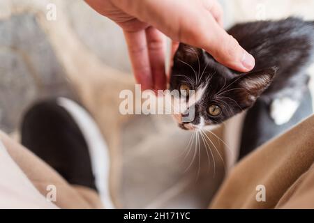 Overhead view of crop unrecognizable person stroking charming baby cat with black and white coat on blurred background Stock Photo