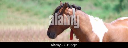 Wild skewbald horse stands in green pasture Stock Photo