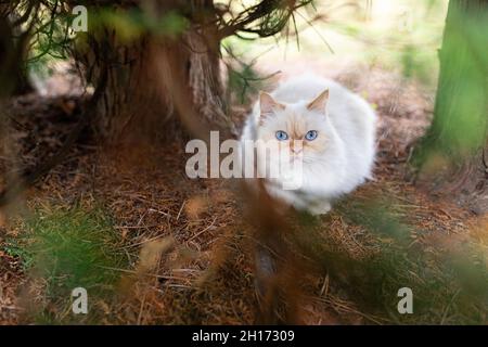 Adorable fluffy white cat with red spots and blue eyes sitting on ground near tree trunk in countryside with branches Stock Photo
