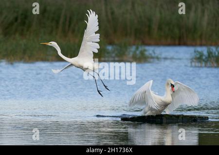 Great White Egret (Ardea alba) flees as a Mute Swan (Cygnus olor) takes over a platform on a lake at Ham Wall in Somerset, United Kingdom. Stock Photo