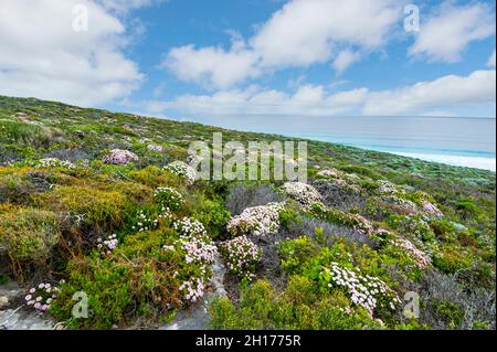 Wildflowers in bloom at springtime in Leeuwin-Naturaliste National Park, Western Australia, WA, Australia Stock Photo