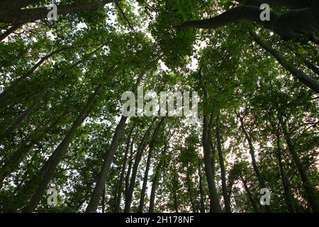 Large plane trees seen from a low angle on a June afternoon (Aniane, Hérault, France) Stock Photo