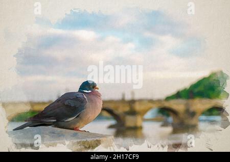 Watercolor drawing of Pigeon closeup in front of Charles Bridge Karluv Most over Vltava river in Old Town of Prague historical center, Czech Republic, Stock Photo