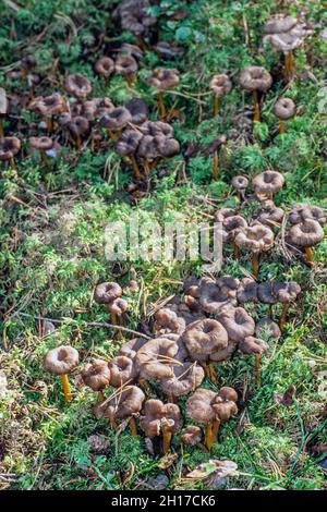 Craterellus tubaeformis (Cantharellus tubaeformis) is an edible fungus, also known as Yellowfoot, winter mushroom, or Funnel Chanterelle Stock Photo