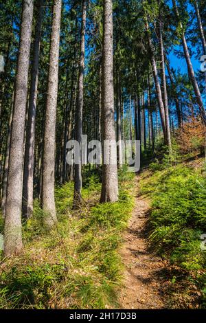 Germany, Hiking trail alongside huge old tree trunks in black forest nature landscape perfect for sports and nature relaxation Stock Photo