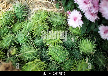 Squirting cucumber in a wicker basket decorate a windowsill Stock Photo