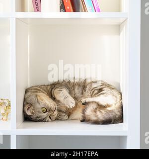 Scottish Straight tabby cat is lying on shelf, cat is in closed confined space, large box or box Stock Photo
