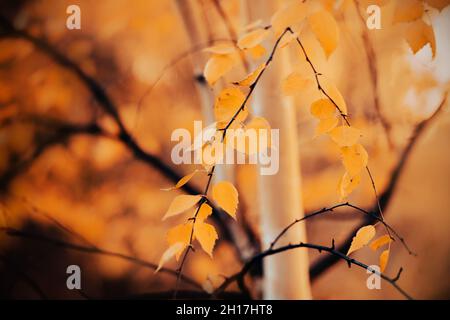 Bright yellow leaves on thin birch branches in the forest on an autumn day. Golden autumn in October. Autumn aesthetics. Stock Photo