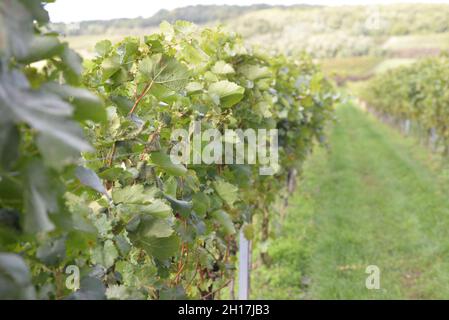 Wine harvest autumn 2021 Austria Stock Photo