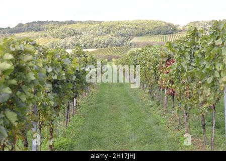 Wine harvest autumn 2021 Austria Stock Photo